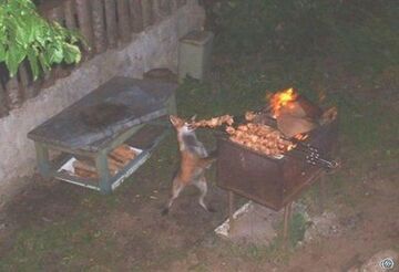 Lis na grillu