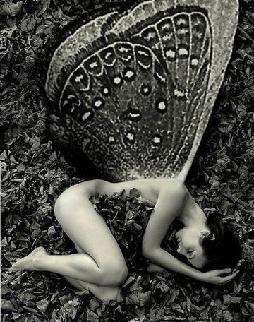 Motyl