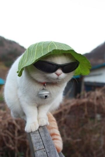 Gato - Rave