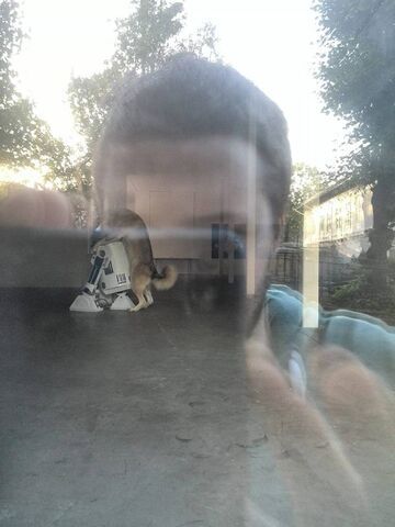 Pies przyłapany z...