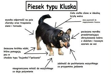 Pies typu Kluska