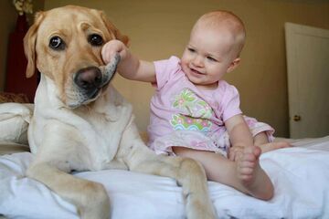 Labrador u małego dentysty