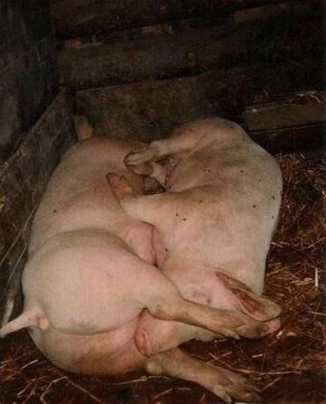 Świnki w pozycji 69