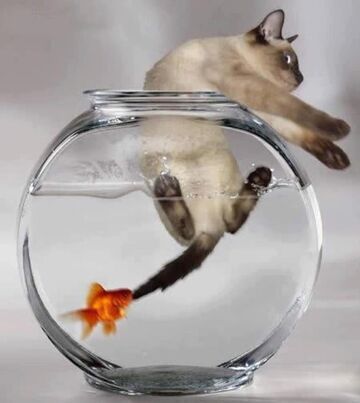 No i co teraz, koteczku?