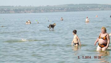 Pies chodzi po wodzie?