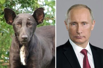 Pies/Vladimir Putin