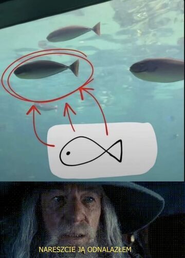 Nareszcie jest ryba!
