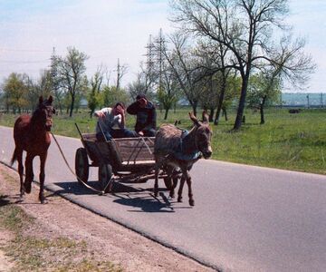 Robisz jak głupi osioł?