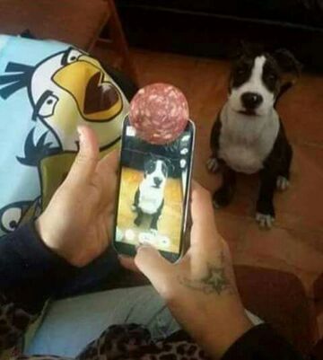 Jak ustawić psa do zdjęcia?