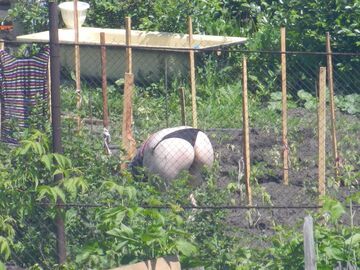 Tymczasem na działce