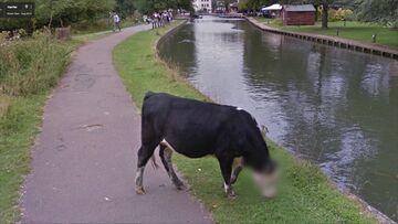 Google Street View cenzuruje twarz byczka