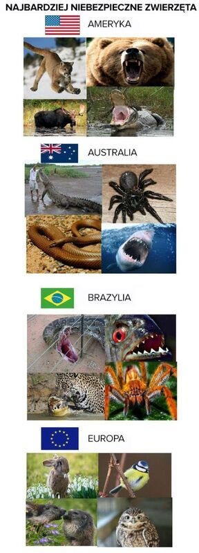 Najbardziej niebezpieczne zwierzęta