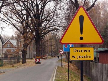 Uwaga! Drzewo w jezdni!