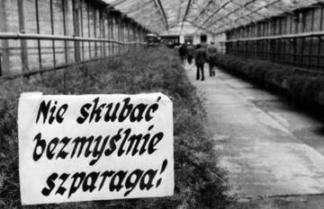 Nie skubać bezmyślnie szparaga!