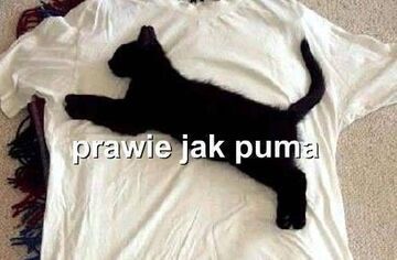 prawie jak puma