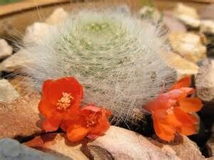 Z pamiętnika niedoszłego samobójcy. Część 20. Ojej, mój kwiatek.