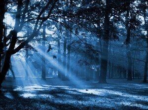 Zakazany Las- wstęp