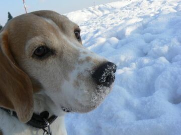 Jak umiera przyjaciel?