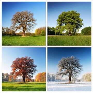 HAIKU – NA CZTERY PORY ROKU