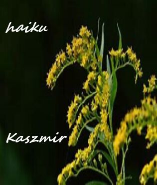 haiku dla M