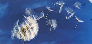 jak białe latawce...