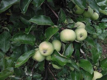 sad robaczywych papierówek