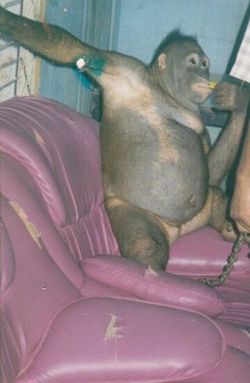 Małpa zmuszana do seksu w burdelu.