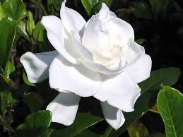 Biała gardenia