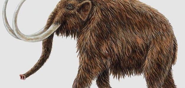 Mamy DNA mamuta włochatego