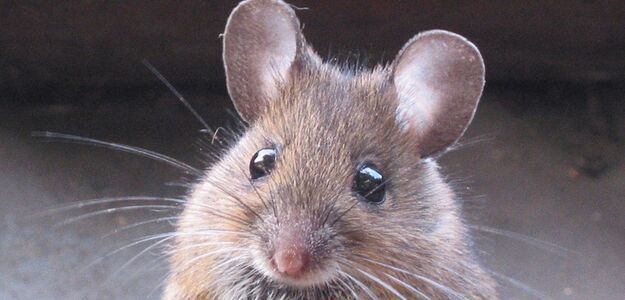 Myszka podejrzane o pożar, który zabił 100 kotów!