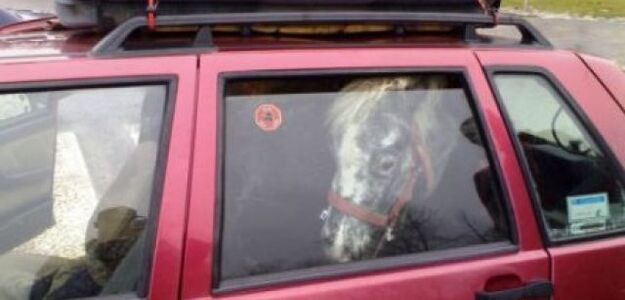 Olsztyn: Wystraszony koń podróżował fiatem uno