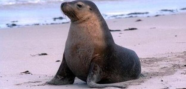 Nauczyli pisać... lwa morskiego