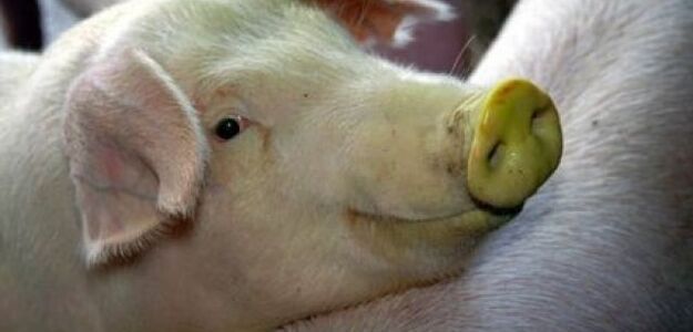 Oswoił tuzin dzikich świń, są bystre i wychowane