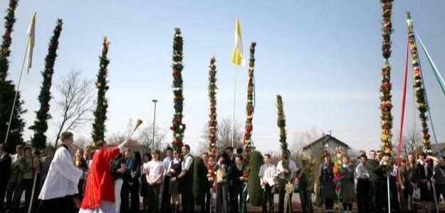 Najwyższa palma w historii Lipnicy: 33 metry i 45 centymetrów
