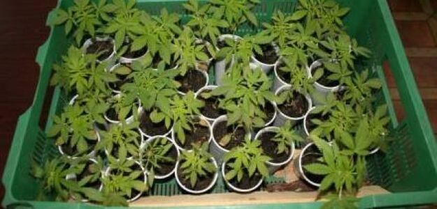 Miały być pomidory a wyszła marihuana