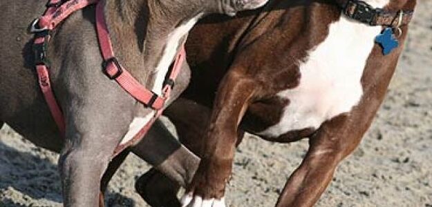 W Łodzi psy mają zakaz szczekania!