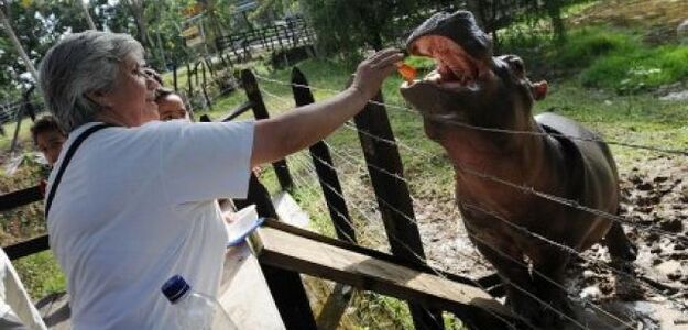 Polowanie na hipopotamy narkotykowego barona