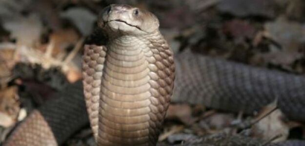 Kobra sparaliżowała prace parlamentu