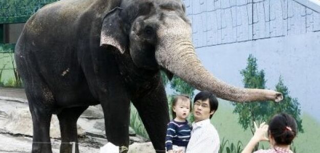 Słoń oskarżony o chuligaństwo