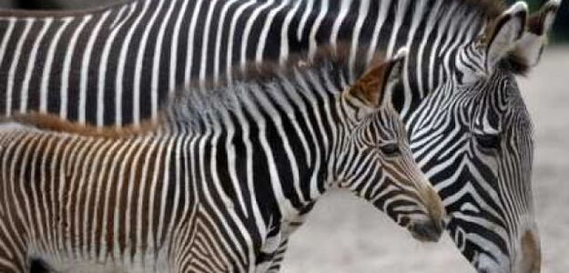 Biedne zoo przemalowuje osiołki na zebry