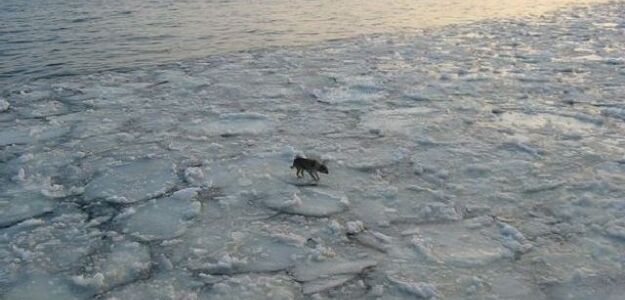 Pies dryfował na krze na Bałtyku. Płynął od soboty