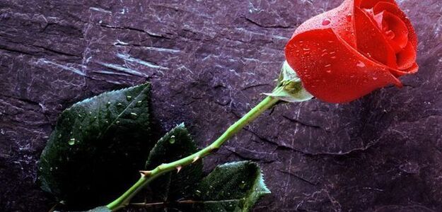 Kokaina w różach na walentynki