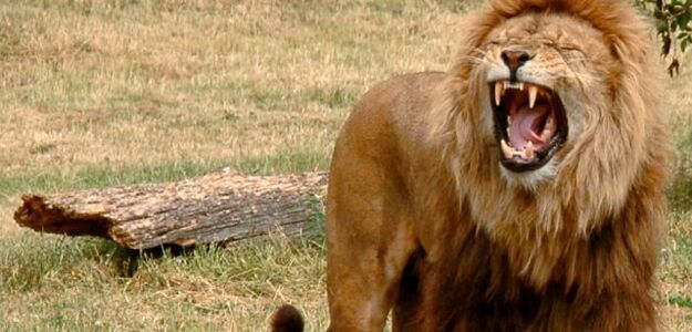 Lew zjadł kłusownika