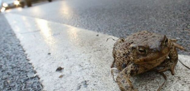 Ropuchy przewidziały trzęsienie ziemi