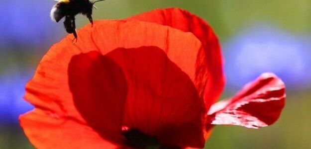 Pszczoły nie chcą pracować na nocną zmianę