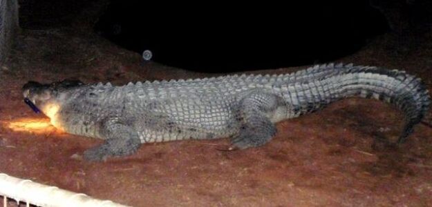 Po pijanemu chciał przejechać się na krokodylu
