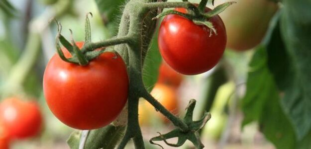 Złodziej ukradł pierwszego pomidora tego sezonu