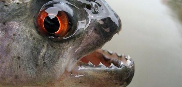 Czy pirania może ugryźć pływaka w przyrodzenie?