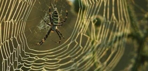 Z dezodorantem i zapalniczką na pająka