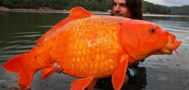 Złowił monstrualną "złotą rybkę"